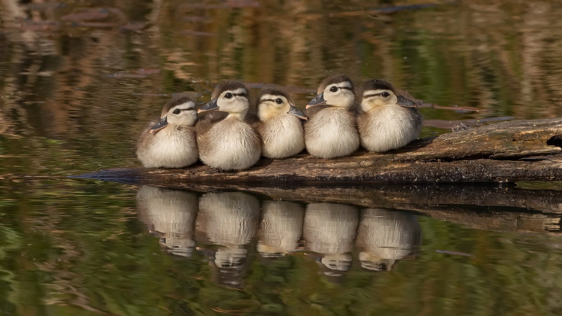 开云APP下载-_勇士开启火热三分雨,场场爆炸_,勇士三分最多的比赛