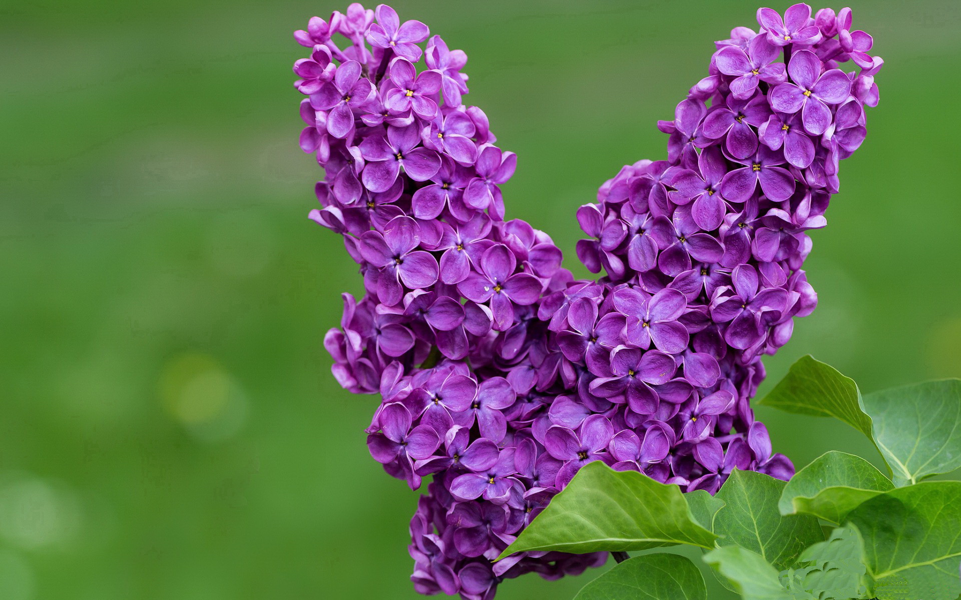 kaiyun xiazai-_勇士队战术多变，压制对手防线_，勇士队战术打法