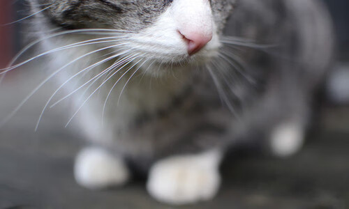 开云体育下载-星际争霸2“银河争霸”线下预选赛火热进行中,showtime星际争霸2