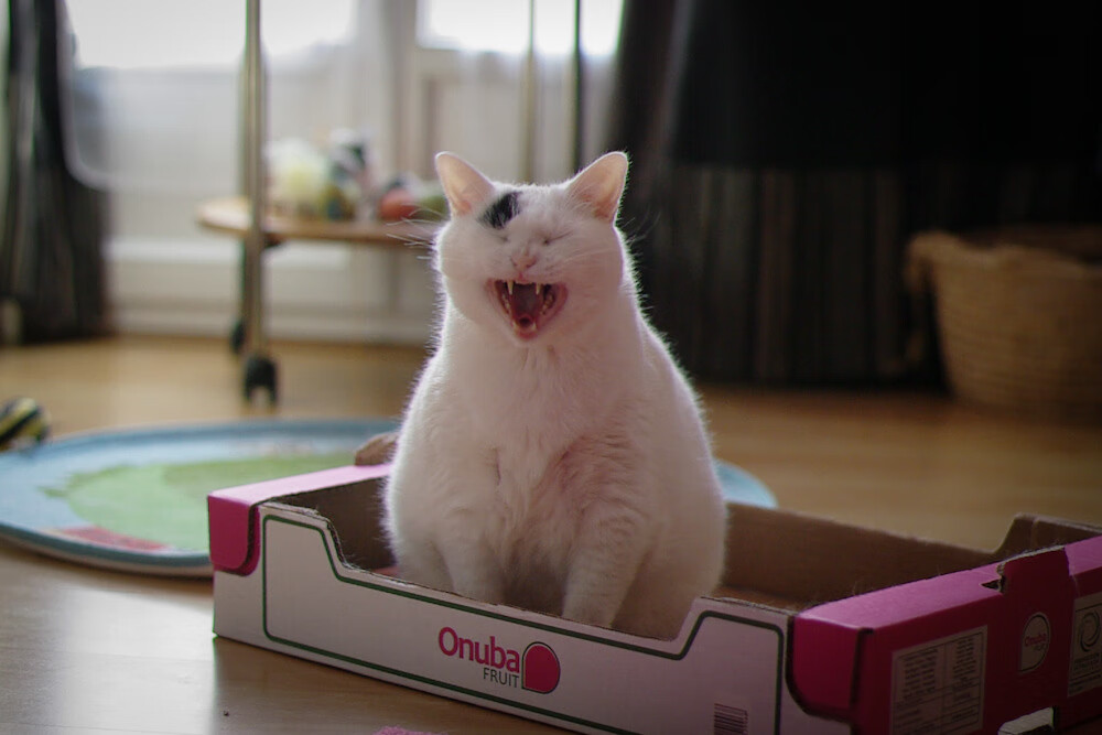 开云体育入口-凯尔特人加强防守端稳固篮板，凯尔特人补强