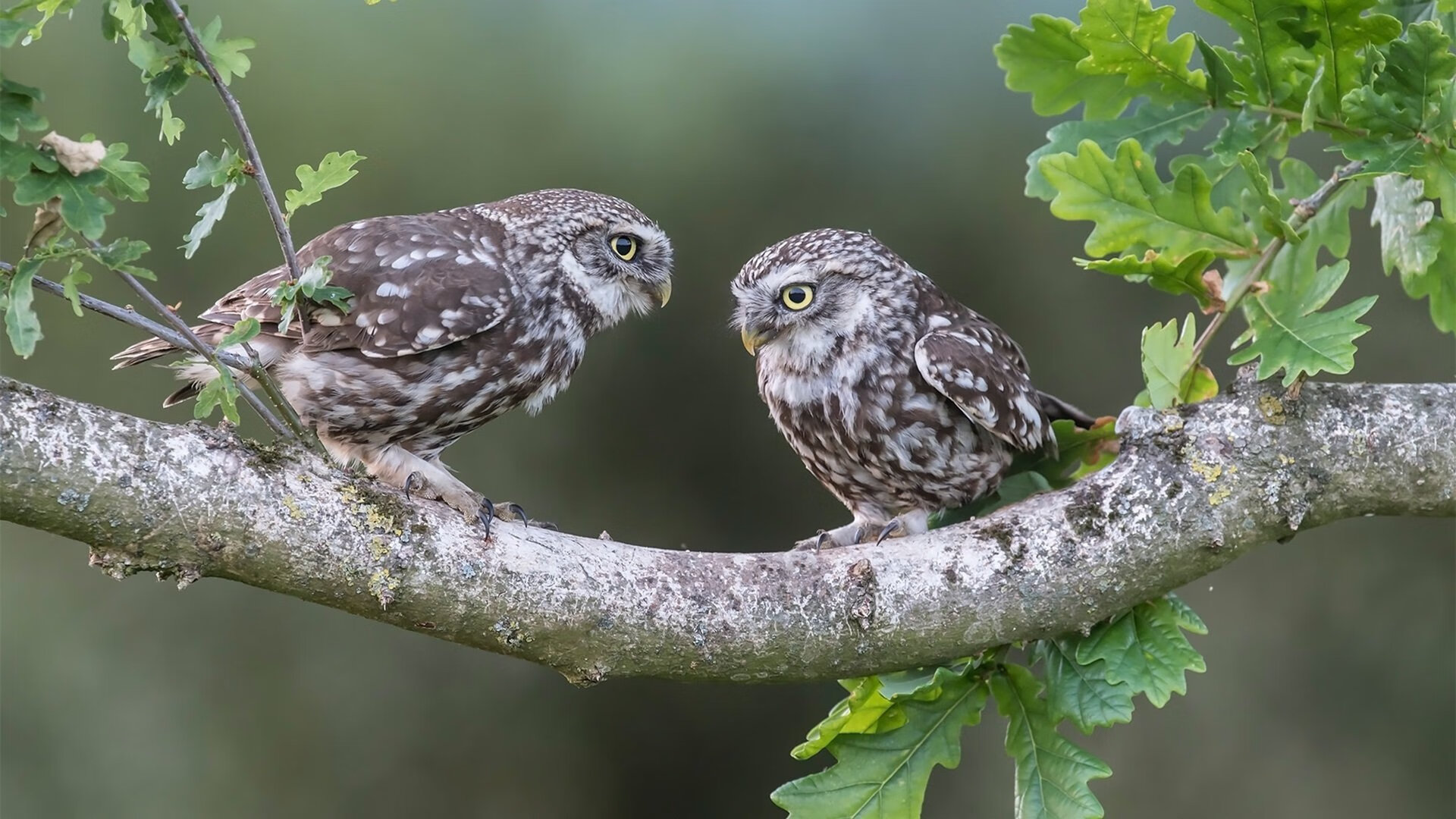 开云官方-掘金中锋缺战再次雪藏 召唤更多队员潜质，nba掘金中锋