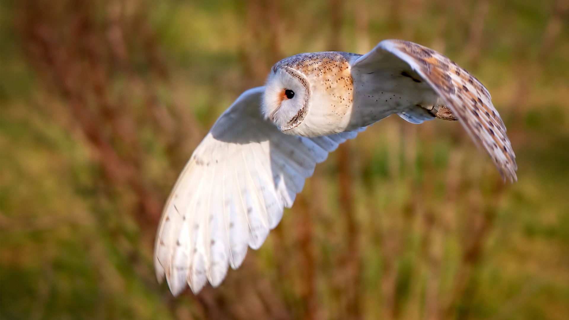 开云在线-中超俱乐部转会窗口交易方式分类,沪上双雄领衔担当,中超转会窗单日交易额近5亿