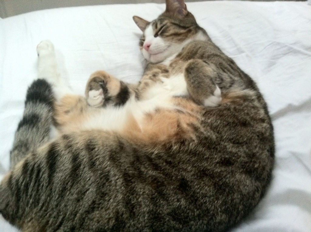 kaiyun sports app-体育科技创新成果孵化平台建设方案,体育产业科技创新