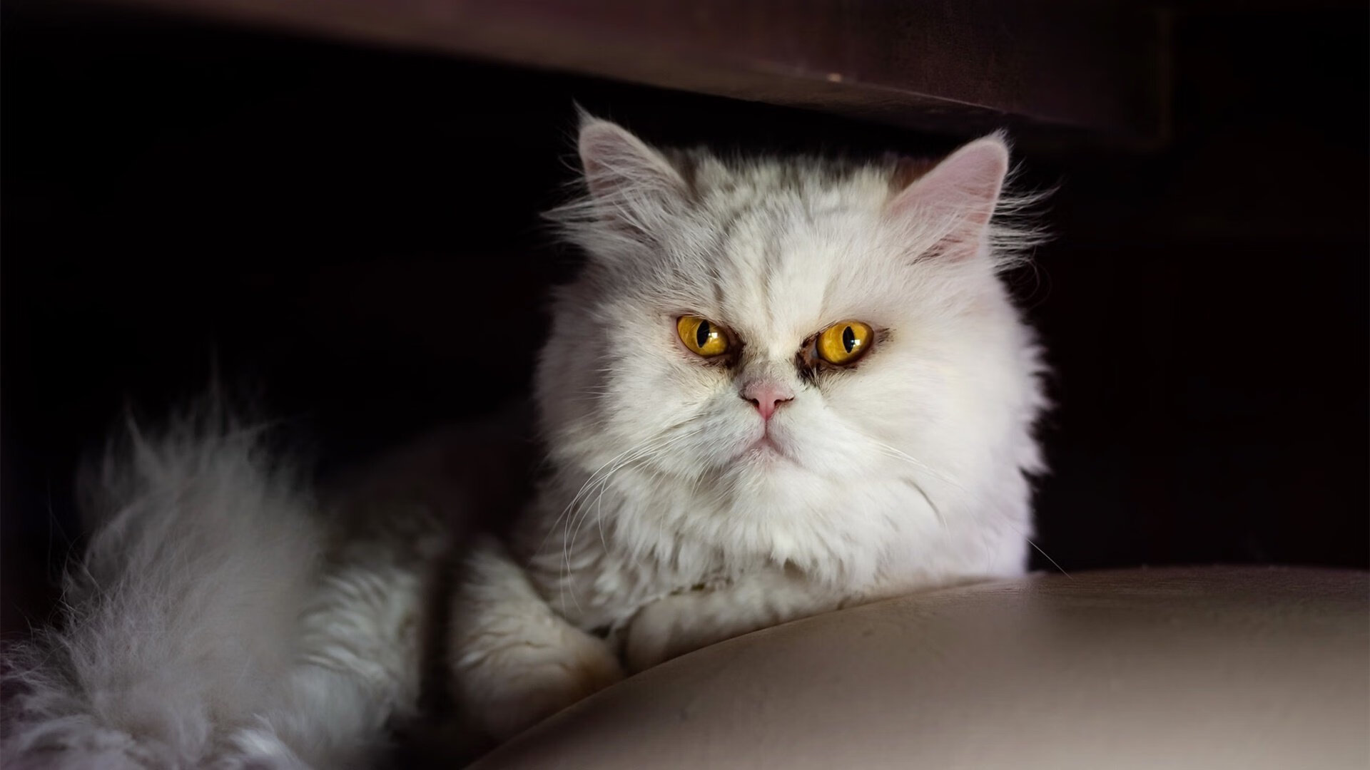 下载开云-全国青少年滑雪走廊赛引领冬季运动新潮流,青少年滑雪锦标赛