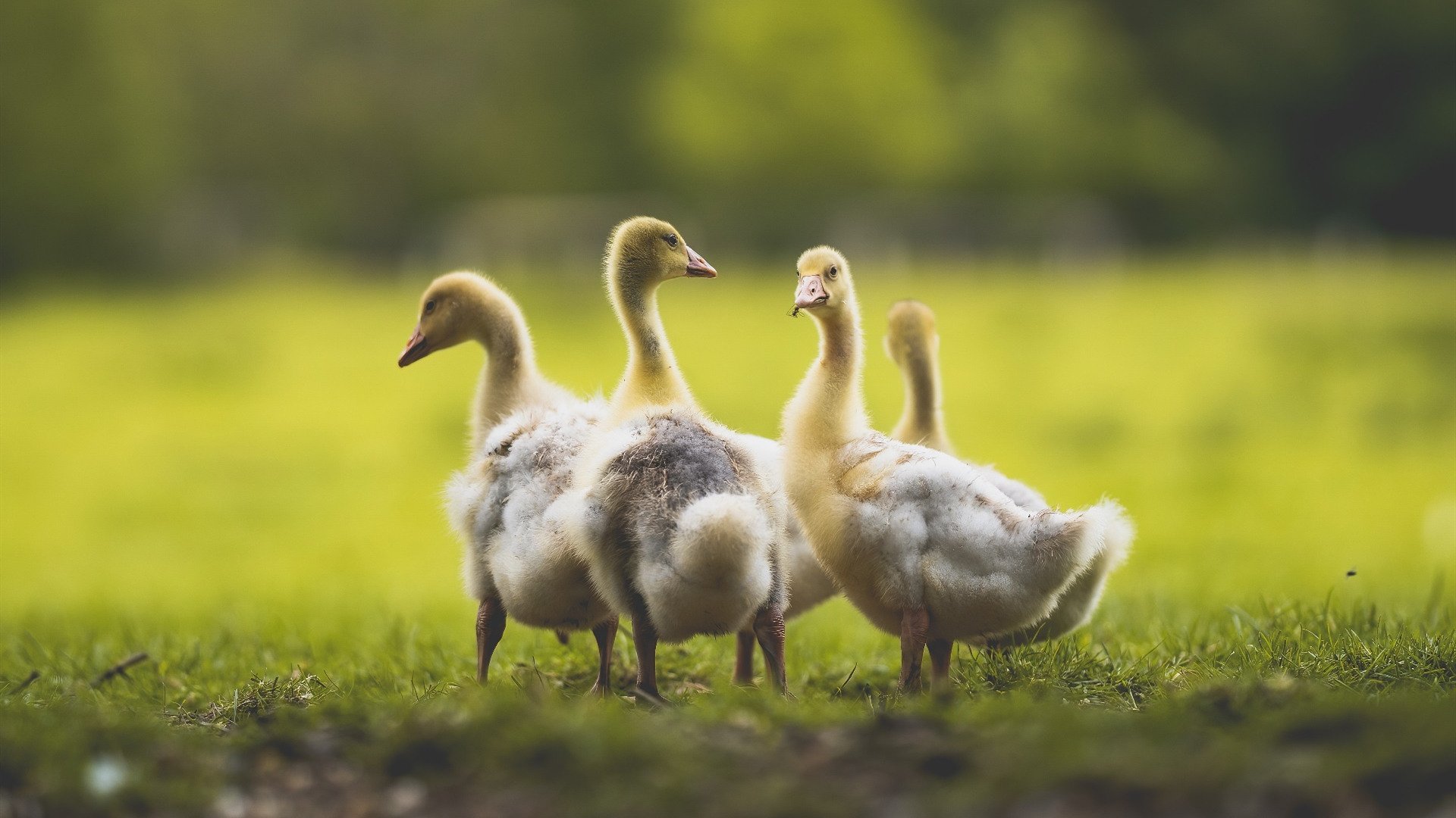 开云官方-场馆冷却系统环保节能双达标